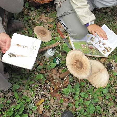 Отель The Nest By Cooking And Nature